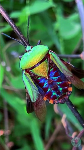 Gorgeous Stink Bug | 4K Macro