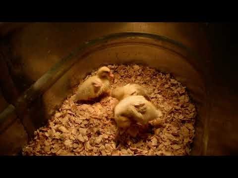 3 TN Ducklings ruffling their feathers after a nice pool party