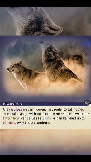 The Grey Wolf: Master Predator of the Wild #didyouknow #sciencefacts #animallovers