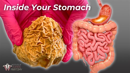 The Surprising Journey of Food Inside Your Stomach