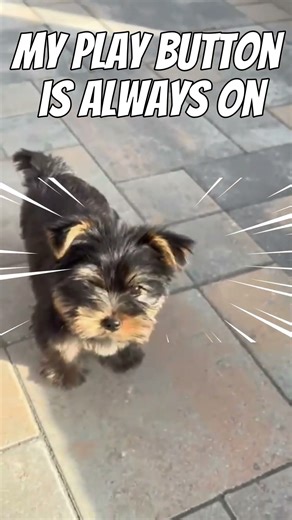 My play button is always on #puppy #yorkshireterrier #yorkie #toydog #yorkshire #toybreed #cute