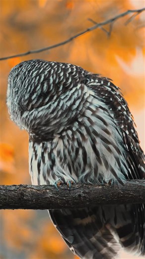 Happy Monday morning everyone I hope everyone had a great weekend and has a great week.. please help me share awareness of these beautiful creatures… #owl #barredowl #canonusa #oklahoma | Kyle Underwood photography