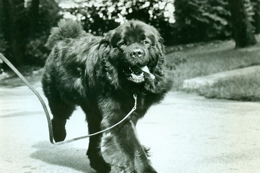 Newfoundland Breed History: From Fishermen's Helpers to Loyal Guardians