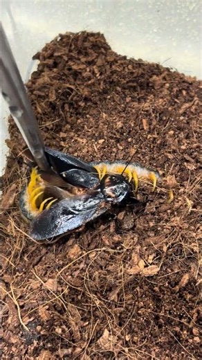 scolopendra cingulata feeding time