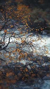 Alan Watts | Tao of Philosophy | Man in Nature (excerpt)