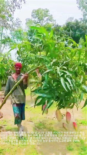 뿌리 보호를 위한 묘목 분뜨기와 과실수 안전하게 옮기는 방법 #worker #process #agriculture #mangotree #transplanting