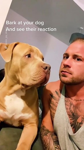 Dog Swearing Compilation: Bark at Your Dog Challenge