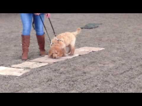 TTouch Confidence Course