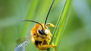 Saving our honey bees. One gene at a time