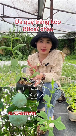 Hoa dã quỳ trắng képTrồng được xứ nóng80ca/ chậu#hoadaquy #hoadaquytrang #hoadaquydalat #hoasanvuon