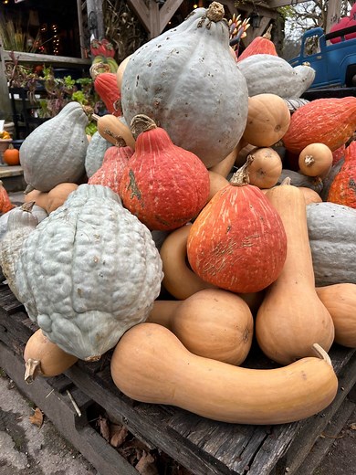 Blue Hubbard, Orange Hubbard, & Pennsylvania Dutch Crookneck Squash… some of the tastiest winter squash you can find. Perfect for soups, stews, roasting, or pies. They’re delicious & we have plenty of them. Better prices than the grocery stores! Come on in & get yours today! 🌻 Stonewall Garden Center & Gift Shop 🌻 4680 Route 447, Canadensis PA 18325 🌻 In the ♥️ of the Pocono Mountains! 🌻 570-595-7222 🌻 Open Daily 9-5 #poconos #PoconoMtns #Pocono #poconosmountains #poconosweekend #poconotour