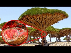 STRANGEST Plants In The World!