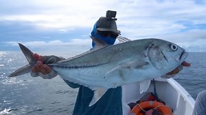 Panga Fishing For Hard-Hitting Yellowfin Tuna