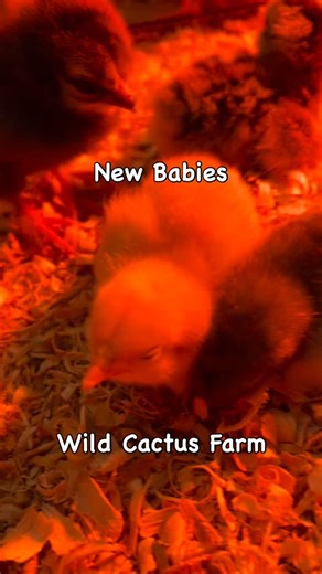 #wildcactusfarm #permaculture #intentionalliving #blessed #grateful | Wild Cactus Farm | Facebook