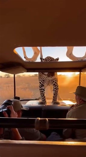 Heart-Stopping Leopard vs Springbok | Ultra-Realistic Botswana Wildlife Documentary