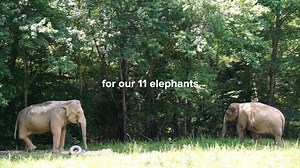 40K views · 9.4K reactions | As this year comes to a close, we would like to thank all of you for supporting and sustaining our mission — to care and prepare for elephants in Tennessee and to advocate for elephants worldwide. We look forward to celebrating 25 years of Sanctuary in 2020, and we're excited for all that we can accomplish together for elephants. Happy New Year! | The Elephant Sanctuary in Tennessee | Facebook