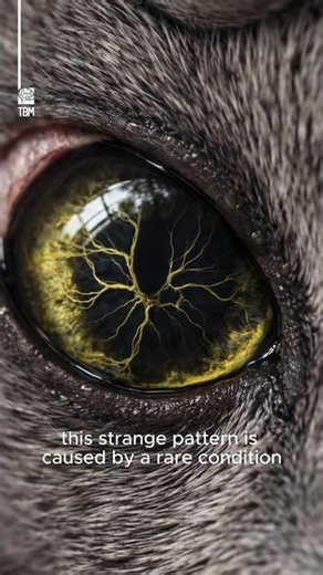 The Spider-Web Patterns in Cat Eyes