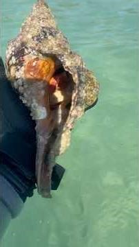 2 PART SNORKELING FOR SHELLS WITH CRAZY CREATURES! #part2 #gilzshellz #shelling #nature #snorkeling