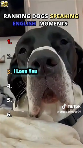 Ranking dogs speaking English moments