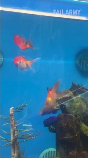 Priciest animal fails 🤑🐠🦜