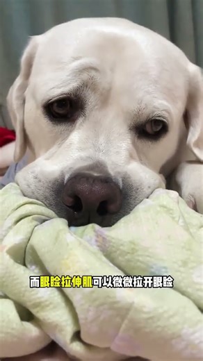 狗為什麼會進化出如此豐富的表情？ #萌寵出道計劃 #動物的迷惑行為 #我家萌寵成精了