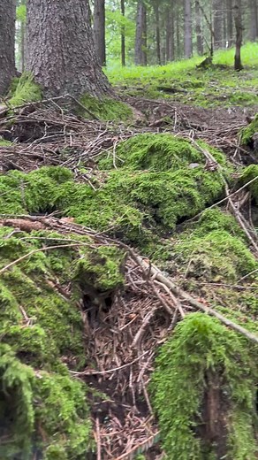 33K views · 620 reactions | Cacciatori di micelio!  #boletus #Trentino #nature | Cavatori Seriali | Facebook
