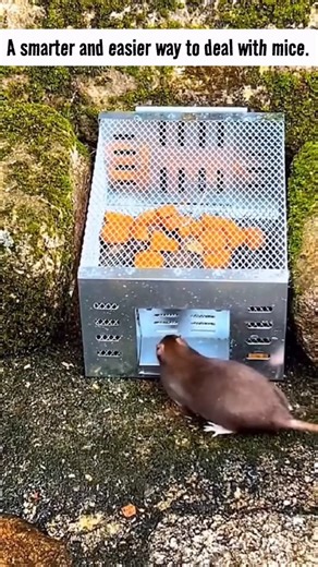 Easy Bargains on Instagram: "🐭 Got mice in your house? Give this a try. A simple, effective mouse trap designed to help control unwanted pests at home — no mess, no stress. ✔ Easy to use ✔ Discreet design ✔ Reusable & durable ✔ Humane, non-toxic solution 🔥 LIMITED OFFER: Buy 2, Get 1 FREE 👉 Shop now at easybargains.com.au — protect your home before the problem grows. 🗳️ Poll: 😬 Seen mice lately? ✅ Yes 😳 I think so #pestcontrol #homeessentials #cleanhome #smartliving #easybargains"