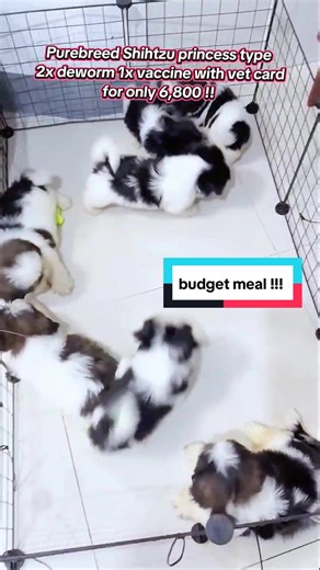 Purebred Shih Tzu Puppies for Rehoming