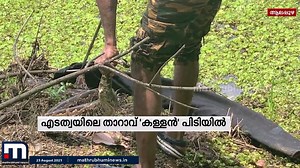 സ്ഥിരമായി താറാവിനെ മോഷ്ടിച്ചിരുന്ന 'പെരും' കള്ളനെ പിടികൂടി