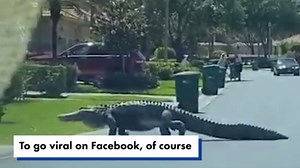 Massive alligator spotted crossing Florida street