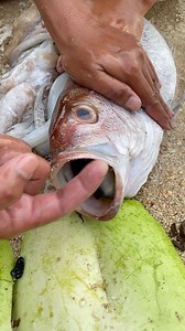 Eating alive remora fish😱 | Jolan Francisco