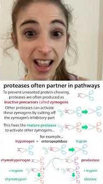 Serine, serine proteases, zymogens, & serpins: #20daysofaminoacids 2025 Day 20!