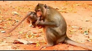 66K views · 625 reactions | Get the poor monkey out of the big monkey right away | Daily Monkey | Facebook