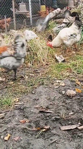 Cute Chicken Sounds for Relaxation #shorts