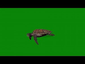 Swimming Turtles Animated 3D Green Screen