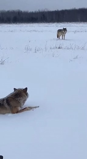 A lone wolf stands at the far edge of a snowy field, watching in total silence. Step by step, it starts closing in, ignoring the decoy and heading for the filmer. Suddenly it breaks into a dead sprint straight at the phone. The shot crashes into the snow as panic takes over. #wolf #winter #wildlife #snow #shorts | Wild Animal Encounters