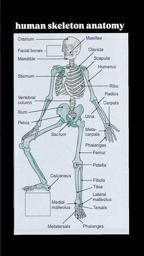 Human Skeleton Explained Easy#SkeletonSystem#ScienceExplained #Medical Students