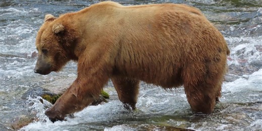 Chunk, a 1,200-pound bear with a broken jaw, wins Alaska’s popular Fat Bear Week contest