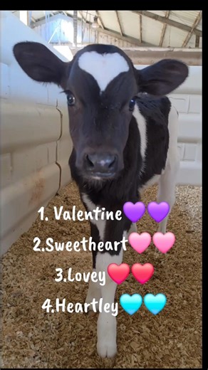 This calf has a heart on her head! Choose your favorite name and comment 👇 #farmlife#cow #cute#farm