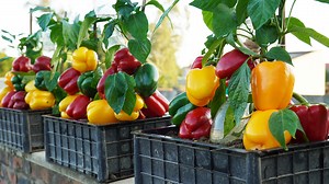 21K views · 547 reactions | Discover the Secret to Thriving Bell Peppers in Containers | Balcony Garden Ideas | Facebook