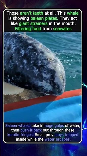 Whale Reveals Its Baleen Filter Mouth