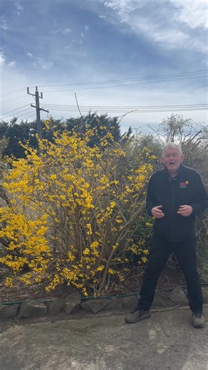 Imagine a screen of brilliant golden-yellow. 😍 Buy Lynwood Gold here: https://www.thetutuguru.com.au/shop/forsythia-lynwood-gold/ #hellohelloplants #nursery #melbourne #australia #LynwoodGold #beautifulplants #floweringbush #landscape #springblossom | Hello Hello Plants & Garden Supplies