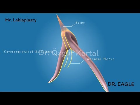 Anatomy Of The Clitoris For Labiaplasty Surgeries | Nerve Of The Clitoris | Clitoral Anatomy
