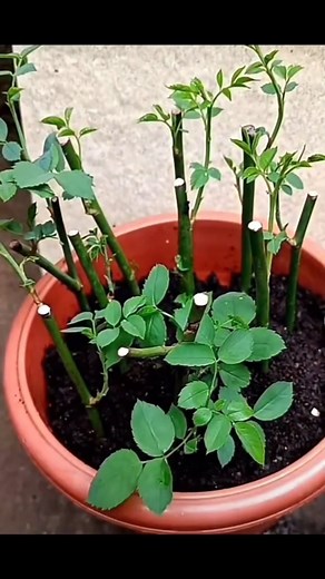 1M views · 10K reactions | cómo hacer 8 plántulas con ramas de rosal de 10 cm en una maceta con tierra usando una bolsa de plástico #exito | Plantas del mundos | Facebook