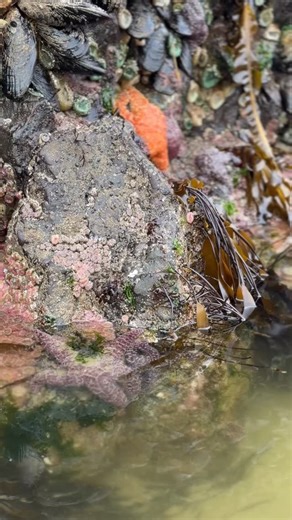 211 reactions · 11 comments | Our beloved tide pools for today’s dose...