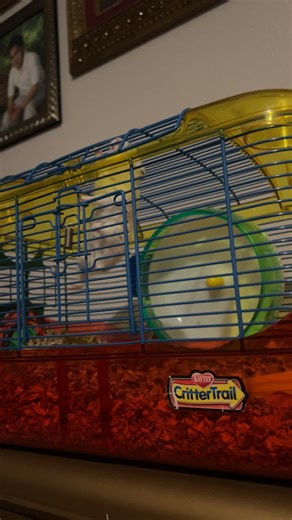 Understanding Hamster Behavior: Is Your Hamster Normal?
