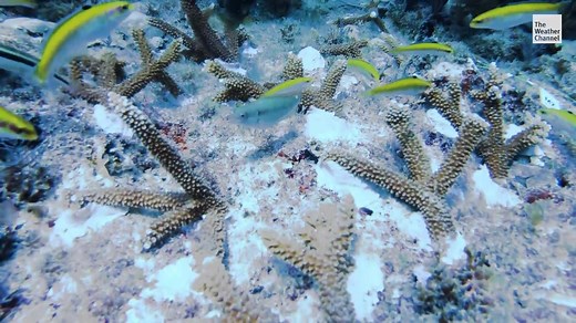 Coral reefs are the backbone of our oceans. We spoke with the Georgia Aquarium about how they're being restored. | The Weather Channel