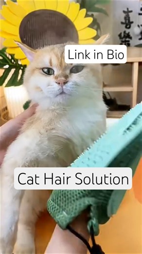 How to solve cat hair and cat shedding problems. #cat