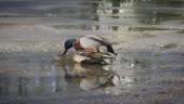 Deux canards s’accouplent un jour d’été