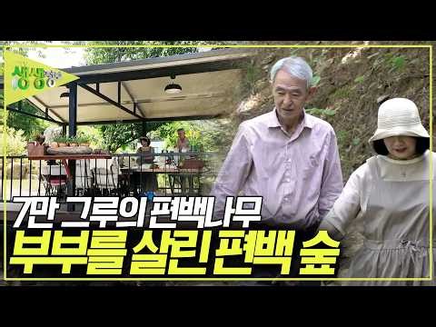 1959년에 산을 사 숲을 가꾼 시아버지. 시아버지의 뜻을 이어받아 편백 숲을 가꾸며 살아가는 부부의 인생 이야기 [2TV 생생정보] KBS 260616 방송